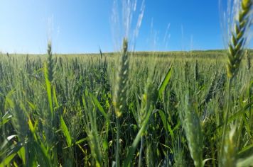 Trigo tem bom desenvolvimento em Bozano, expectativa de produção é de 55 sacas por hectare, diz Emater 