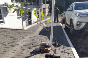 PREFEITURA DÁ CONTINUIDADE AO PLANTIO DE MUDAS DOADAS PELO VEREADOR PAULO JAIR DE GODOY.