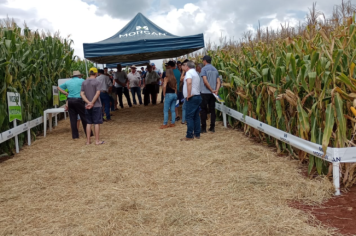 Dia de campo discute produtividade de novas variedades de milho