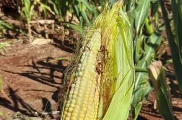 Déficit hídrico causa perda nas lavouras de milho de Bozano