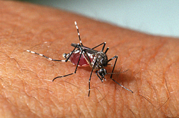 Administração municipal alerta para cuidados com o mosquito da Dengue em Bozano 