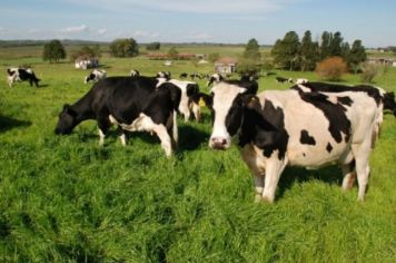 Bozano conta com plantão veterinário para produtores de leite