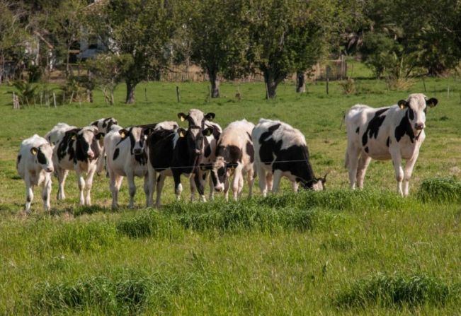 Prazo para a Declaração Anual de Rebanho encerra no dia 31 de outubro